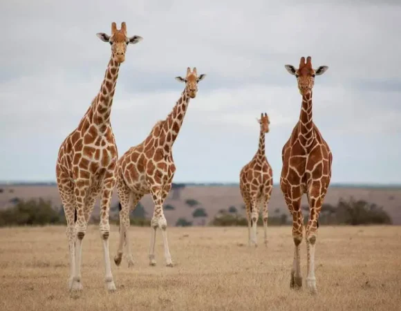 Ruaha National Park